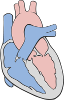 128px-Heart_circulation_diagram.svg