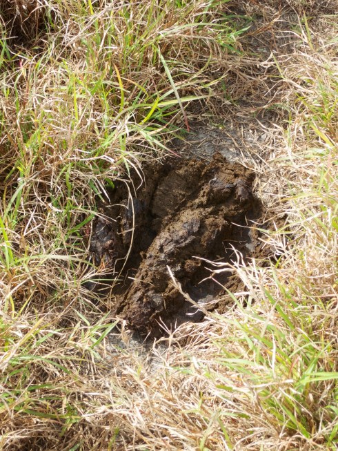 Road HazardMoccasin Island Tract, Brevard County, FL, 2/9/13
