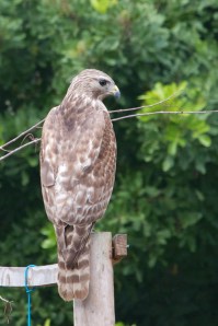 Cooper's Hawk, Rockledge, FL 2/24/13