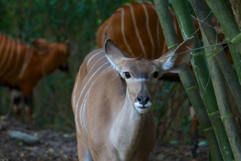 Animal Kingdom, 7/21/13