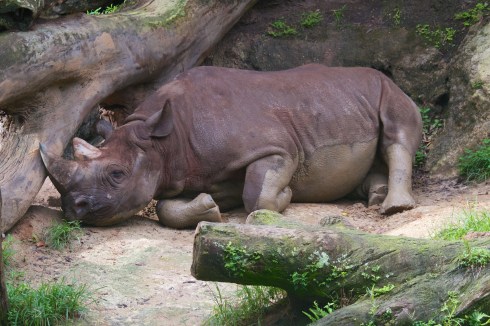 Animal Kingdom, 7/21/13
