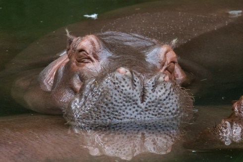 Animal Kingdom, 7/21/13