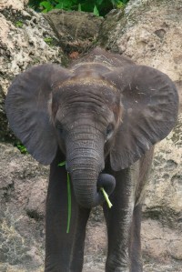 Animal Kingdom, 7/21/13