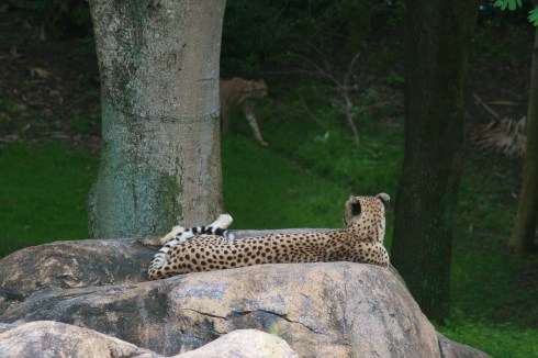 Note the second cat in the background. Animal Kingdom, 7/21/13