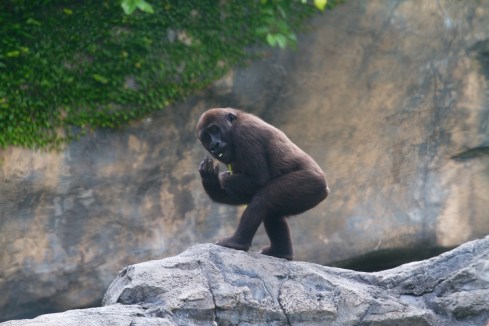 Yes, he's making a rude gesture. Animal Kingdom, 7/21/13