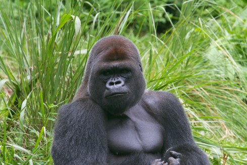 Animal Kingdom, 7/21/13