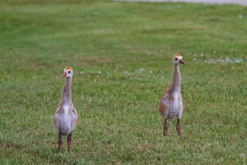 Rockledge, FL, 7/1/13