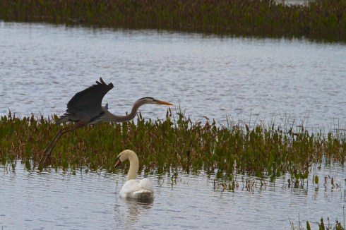 Rich Grissom Memorial Wetlands Viera, FL 1/26/14