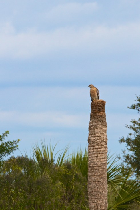 Rich Grissom Memorial Wetlands Viera, FL 1/26/14