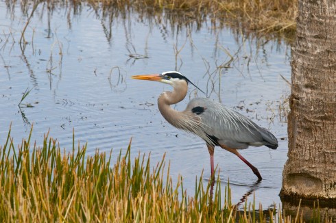 Rich Grissom Memorial Wetlands Viera, FL 1/26/14
