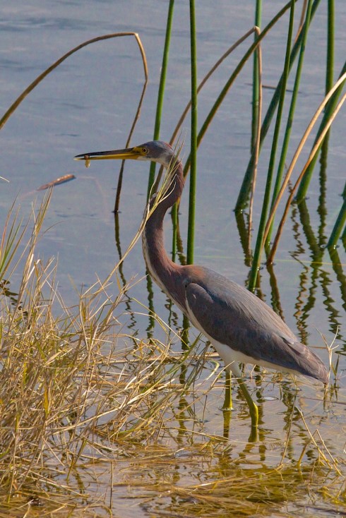 Note the meal in his/her beak Rich Grissom Memorial Wetlands Viera, FL 1/26/14
