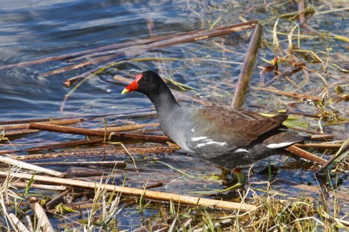 Rich Grissom Memorial Wetlands Viera, FL 1/26/14
