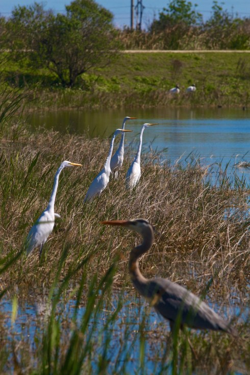 Rich Grissom Memorial Wetlands Viera, FL 2/9/14