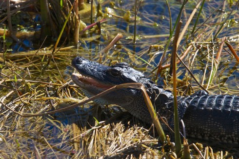 Rich Grissom Memorial Wetlands Viera, FL 2/9/14