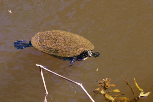 Turkey Creek Preserve Palm Bay, FL 2/16/14