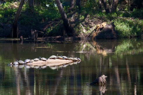 Turkey Creek Preserve Palm Bay, FL 2/16/14