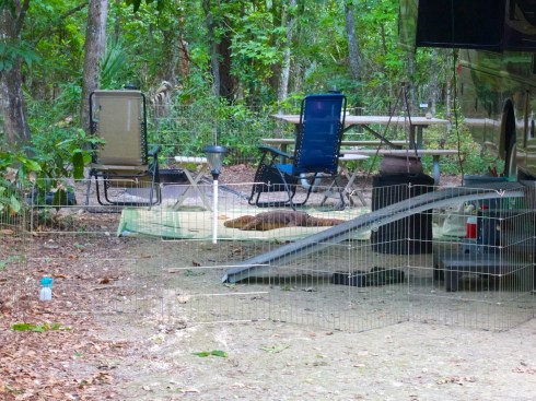 Paynes Praire Campground 4/24/14