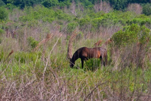Wild Horses, Paynes Prairie State Park, FL 4/26/14