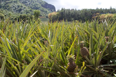 Pineapple field, Moorea, 9/26/14