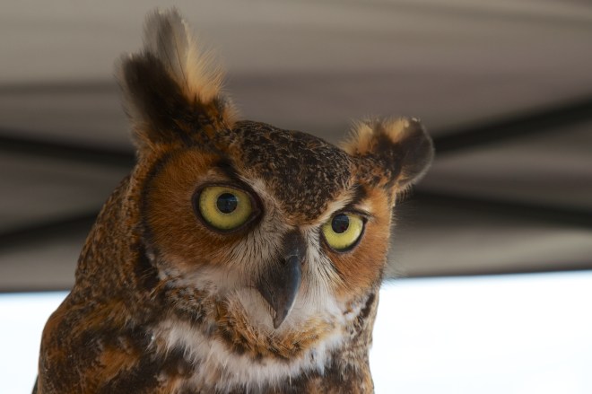 "Owliver", Great Horned Owl, Viera, FL, 4/11/15