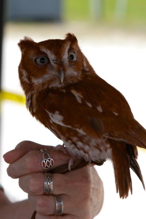 "Gonzo", Eastern Screech Owl, Viera, FL, 4/11/15