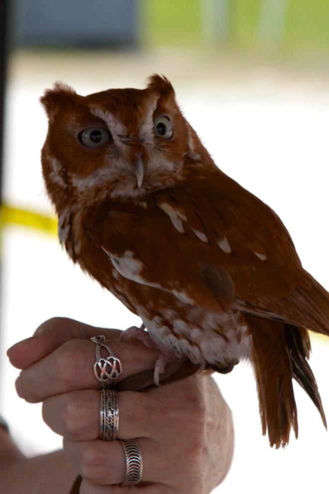 "Gonzo", Eastern Screech Owl, Viera, FL, 4/11/15