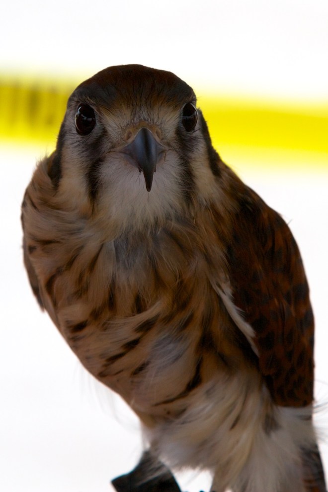 "Bella", American Kestrel, Viera, FL, 4/11/15