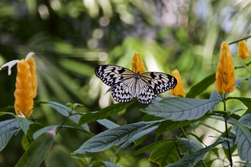 Florida Museum of Natural History, Gainesville, FL, 10/10/15