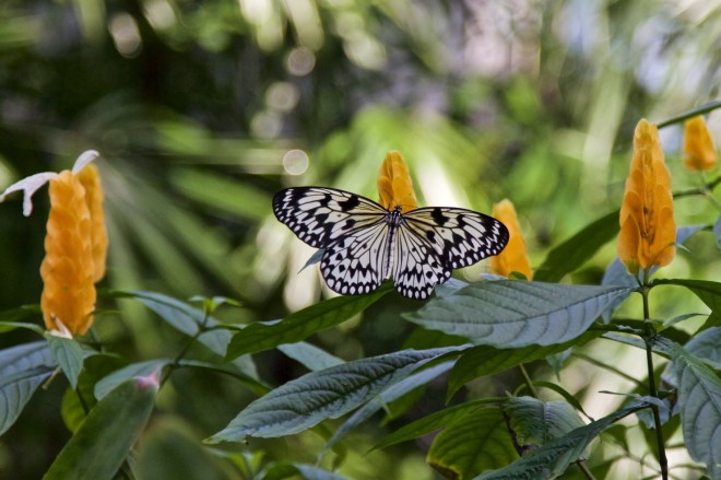 Florida Museum of Natural History, Gainesville, FL, 10/10/15