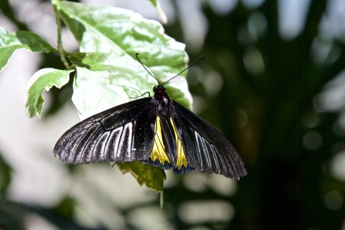 Florida Museum of Natural History, Gainesville, FL, 10/10/15