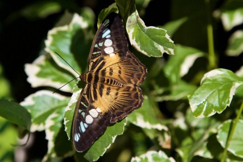 Florida Museum of Natural History, Gainesville, FL, 10/10/15
