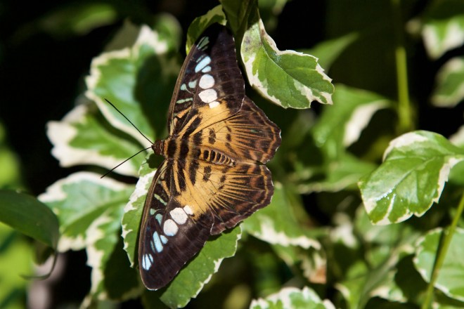 Florida Museum of Natural History, Gainesville, FL, 10/10/15