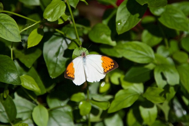 Florida Museum of Natural History, Gainesville, FL, 10/10/15