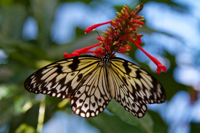 Florida Museum of Natural History, Gainesville, FL, 10/10/15